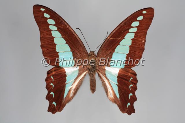 graphium sarpedon.JPG - Graphium sarpedonBlue Triangle ButterflyLepidoptera, PapilionidaeAustralie